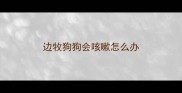 边牧狗狗会咳嗽怎么办