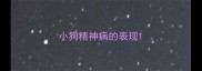 小狗精神病的表现