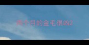 两个月的金毛很凶