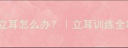 柯基犬四个月不立耳怎么办立耳训练全攻略附对比图