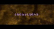 小狗受伤怎么处理方法