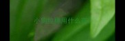 小狗拉稀用什么药