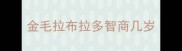 金毛拉布拉多智商几岁