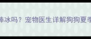 哈士奇能吃棒棒冰吗宠物医生详解狗狗夏季消暑零食清单