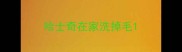 哈士奇在家洗掉毛