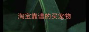 淘宝靠谱的买宠物