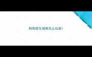 狗狗穿生理裤怎么拉屎
