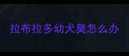 拉布拉多幼犬臭怎么办