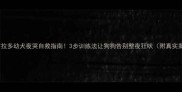 拉布拉多幼犬夜哭自救指南3步训练法让狗狗告别整夜狂吠附真实案例