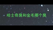 哈士奇臭和金毛哪个臭