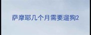 萨摩耶几个月需要遛狗
