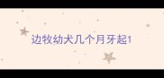 边牧幼犬几个月牙起