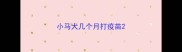 小马犬几个月打疫苗