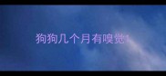 狗狗几个月有嗅觉