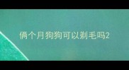 俩个月狗狗可以剃毛吗