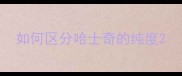 如何区分哈士奇的纯度