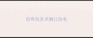 拉布拉多犬胸口白毛