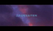 三月边牧出去不听叫