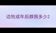 边牧成年后脖围多少