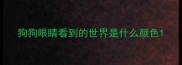 狗狗眼睛看到的世界是什么颜色