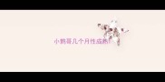 小鹩哥几个月性成熟
