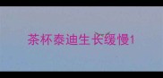 茶杯泰迪生长缓慢