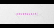 拉布拉多狗能长多大个
