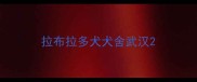 拉布拉多犬犬舍武汉