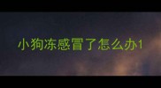 小狗冻感冒了怎么办