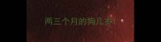 两三个月的狗几岁