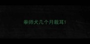 拳师犬几个月裁耳