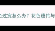 边牧头部白色花色过宽怎么办花色遗传与科学护理全攻略