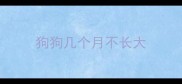 狗狗几个月不长大