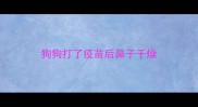 狗狗打了疫苗后鼻子干燥