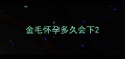 金毛怀孕多久会下