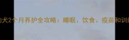 边牧幼犬2个月养护全攻略睡眠饮食疫苗和训练指南