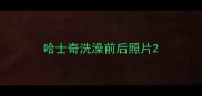 哈士奇洗澡前后照片