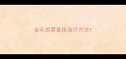 金毛感冒最佳治疗方法