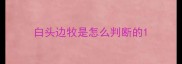 白头边牧是怎么判断的