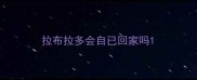 拉布拉多会自已回家吗
