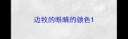 边牧的眼睛的颜色