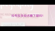 拉布拉多幼犬睡下腿抖