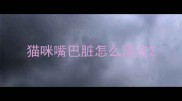 猫咪嘴巴脏怎么清洗