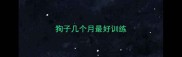 狗子几个月最好训练