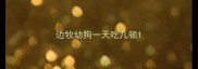 边牧幼狗一天吃几顿