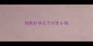狗狗怀孕几个月生小狗