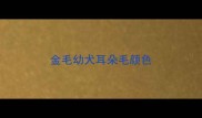 金毛幼犬耳朵毛颜色