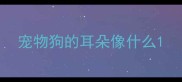 宠物狗的耳朵像什么