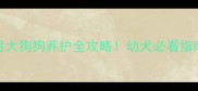 5个月大狗狗养护全攻略幼犬必看指南
