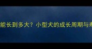 泰迪犬能长到多大小型犬的成长周期与寿命全